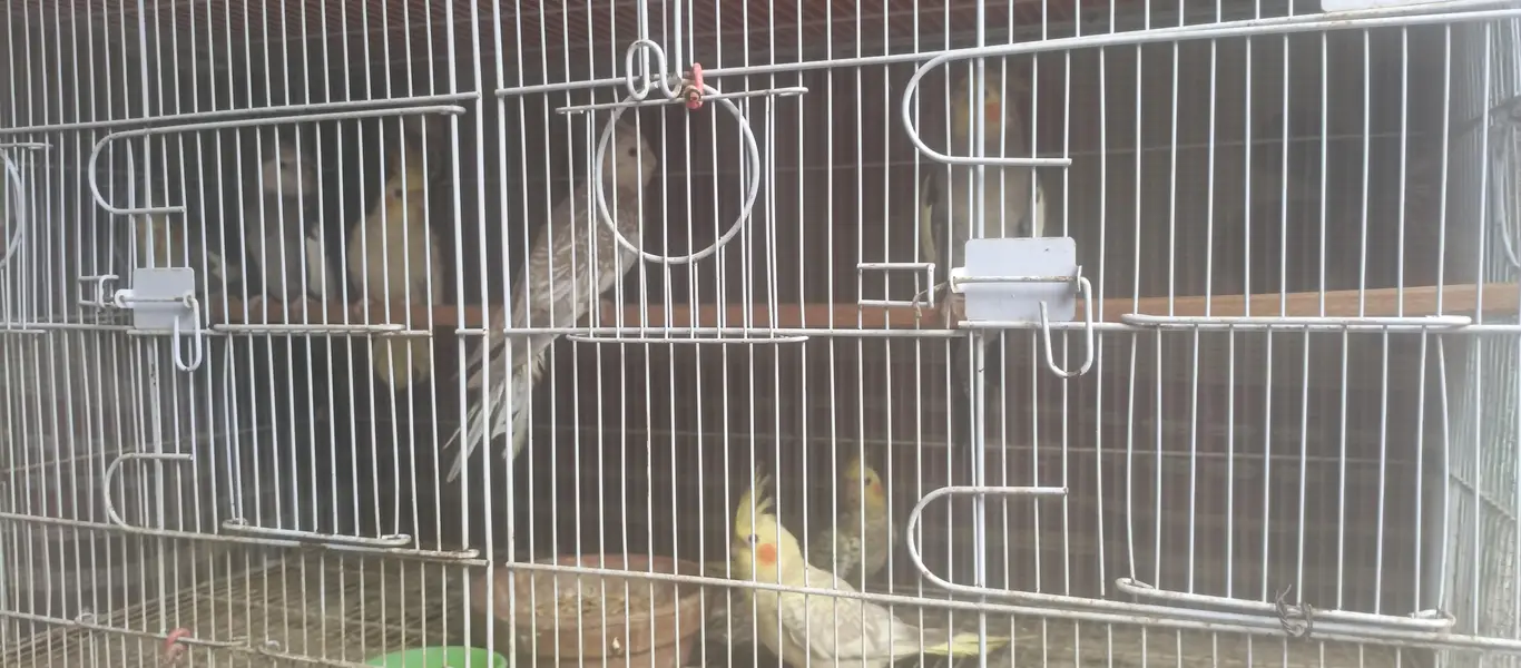 Cockatiel Breeder Pairs — photo 3