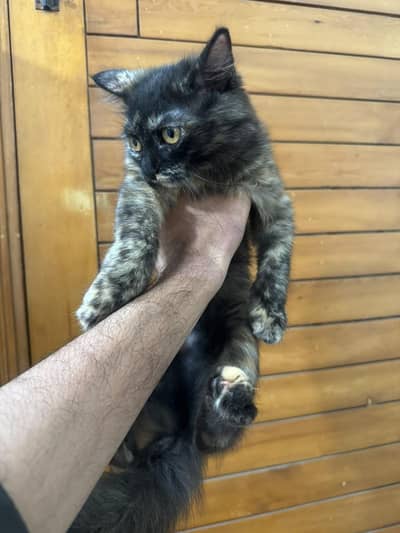 Four Persian Kitten Baby For sale