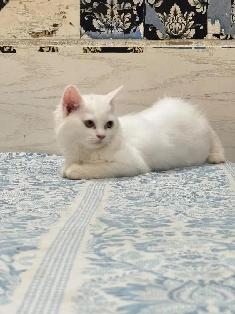 Four Persian Kitten Baby For sale — photo 2