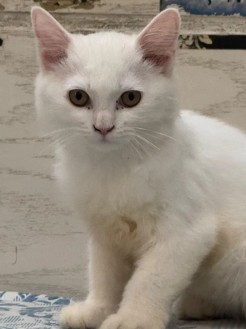 Four Persian Kitten Baby For sale — photo 3