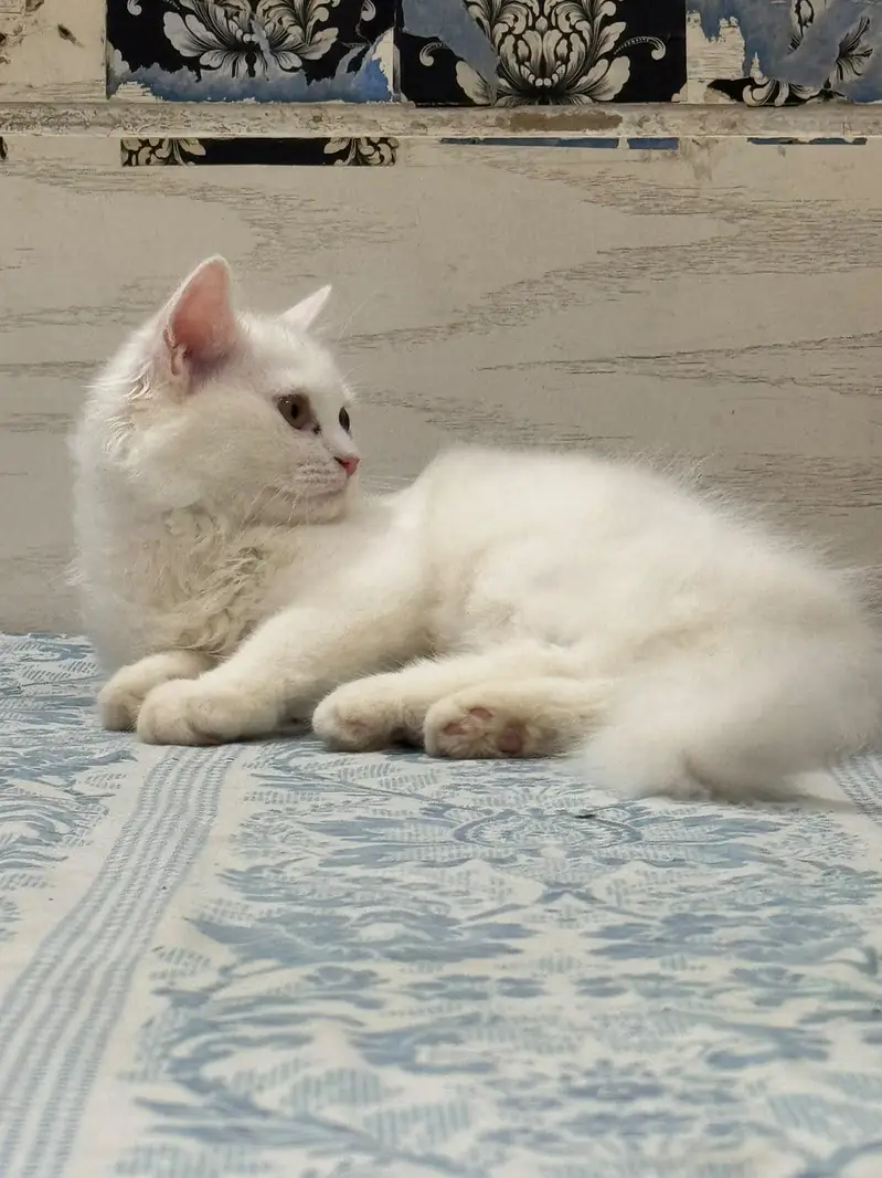 Four Persian Kitten Baby For sale — photo 4