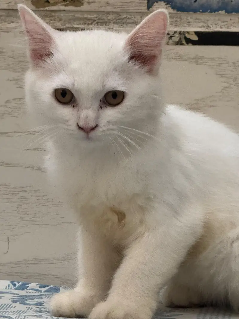 Four Persian Kitten Baby For sale — photo 5