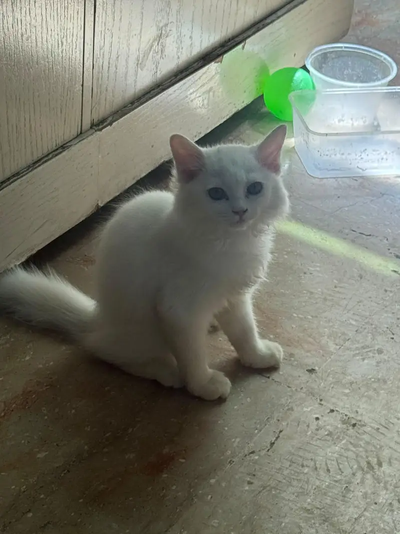 Four Persian Kitten Baby For sale — photo 6