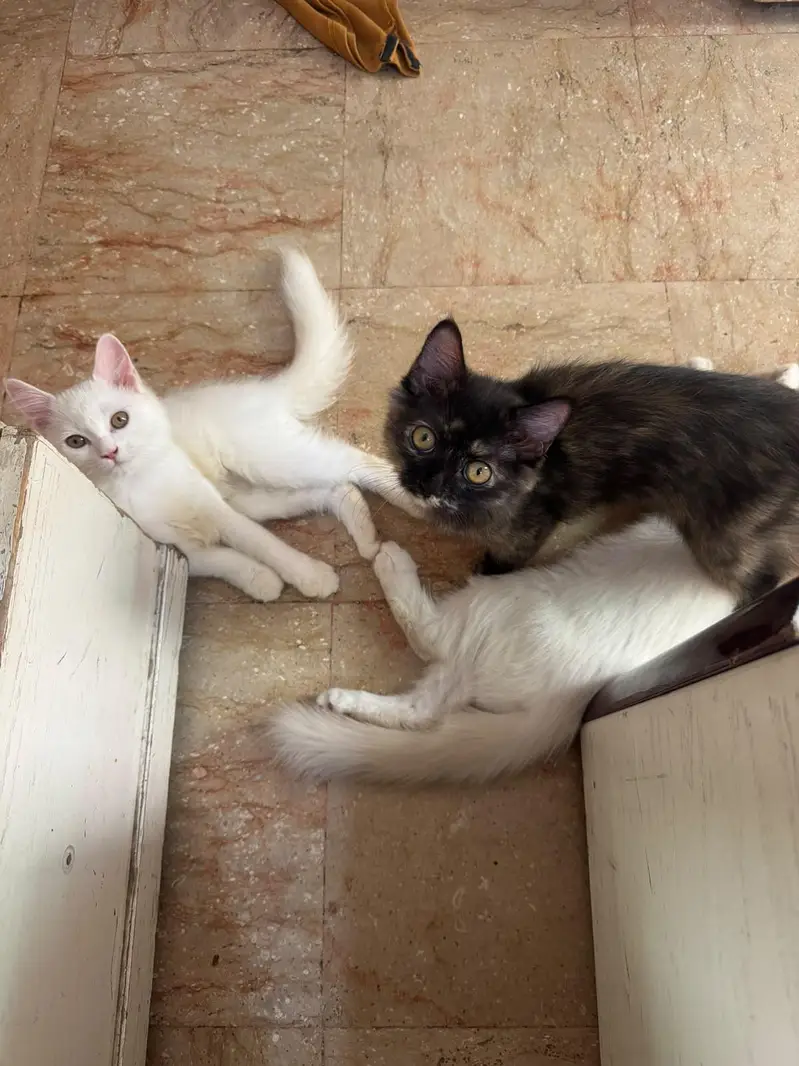 Four Persian Kitten Baby For sale — photo 7