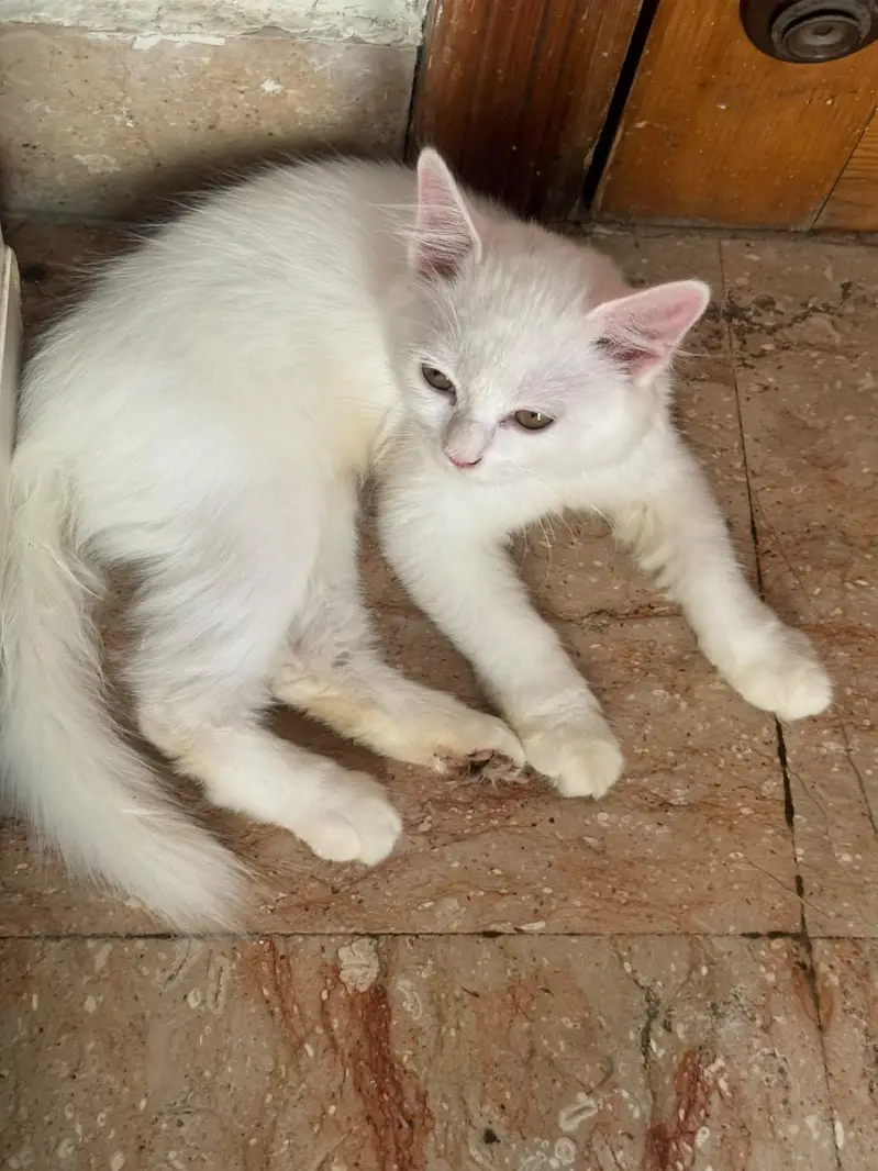 Four Persian Kitten Baby For sale — photo 8