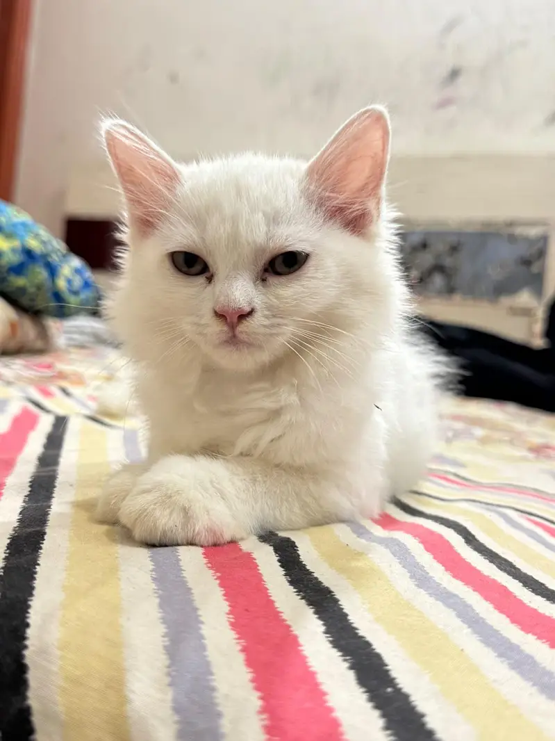 Four Persian Kitten Baby For sale — photo 9