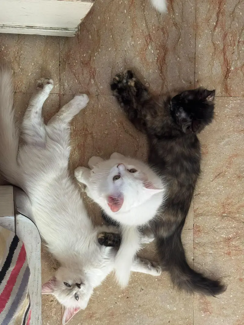 Four Persian Kitten Baby For sale — photo 10