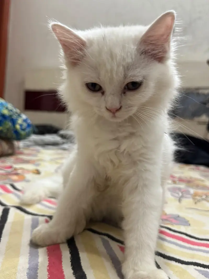Four Persian Kitten Baby For sale — photo 11