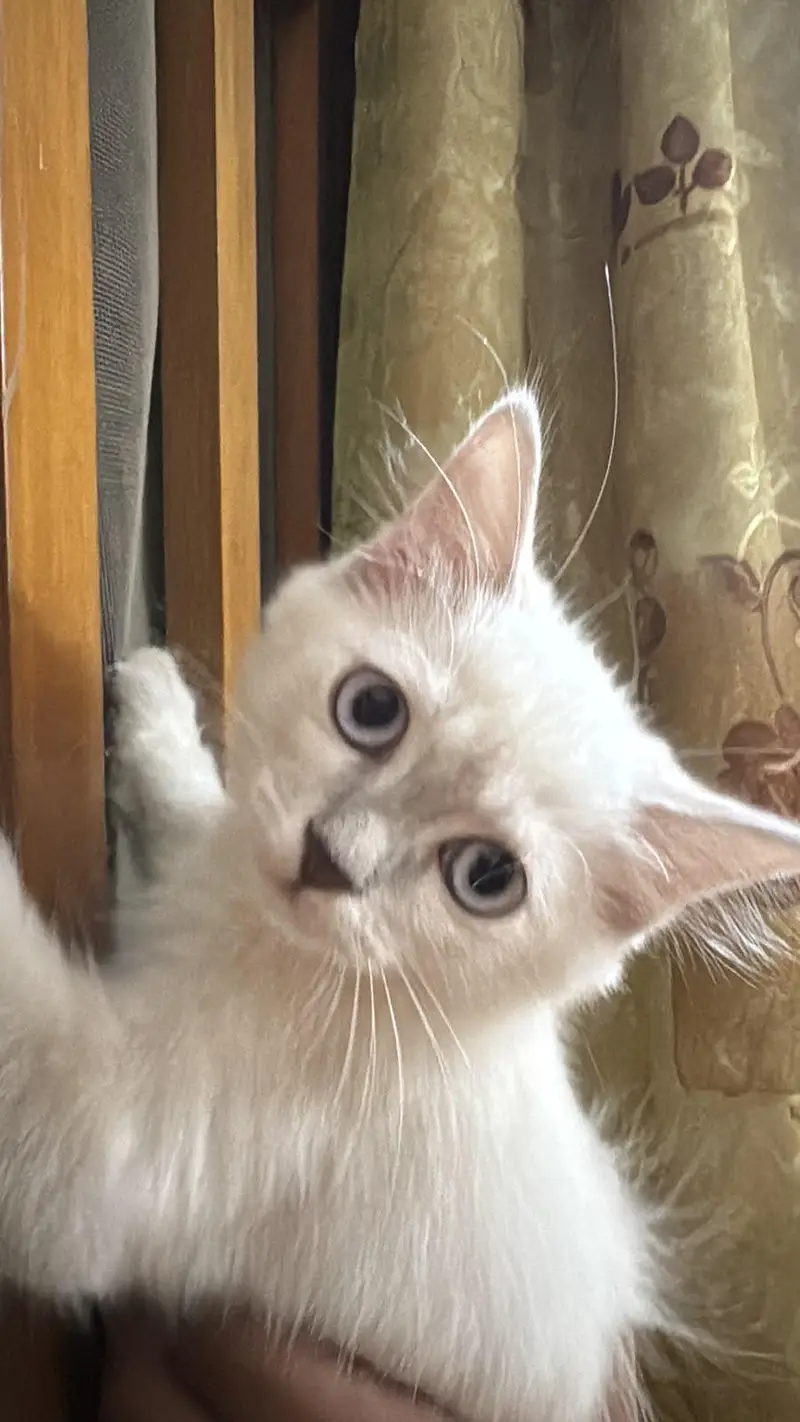 Four Persian Kitten Baby For sale — photo 12