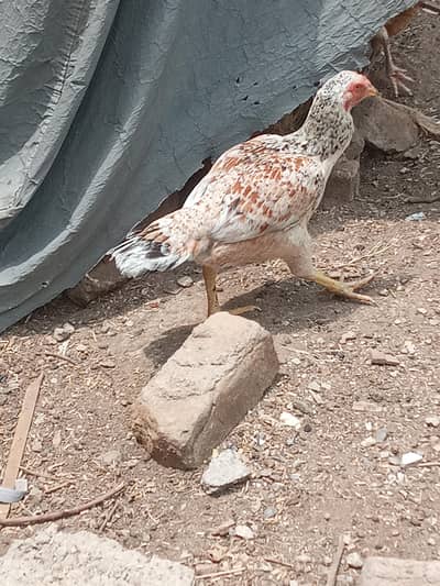 Aseel hen