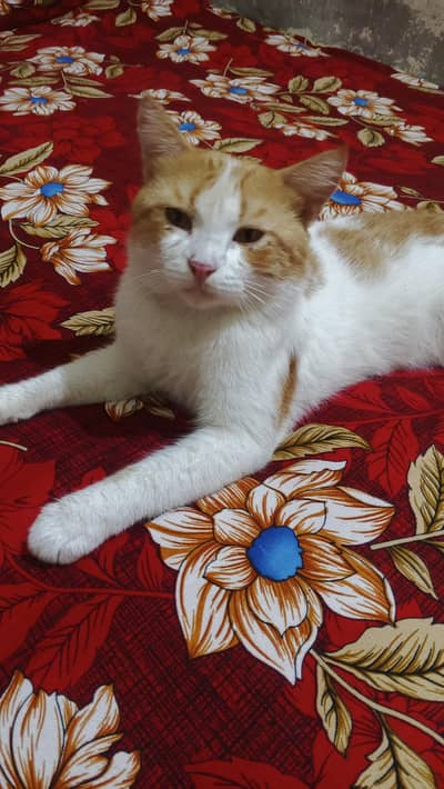 Cat For Sale