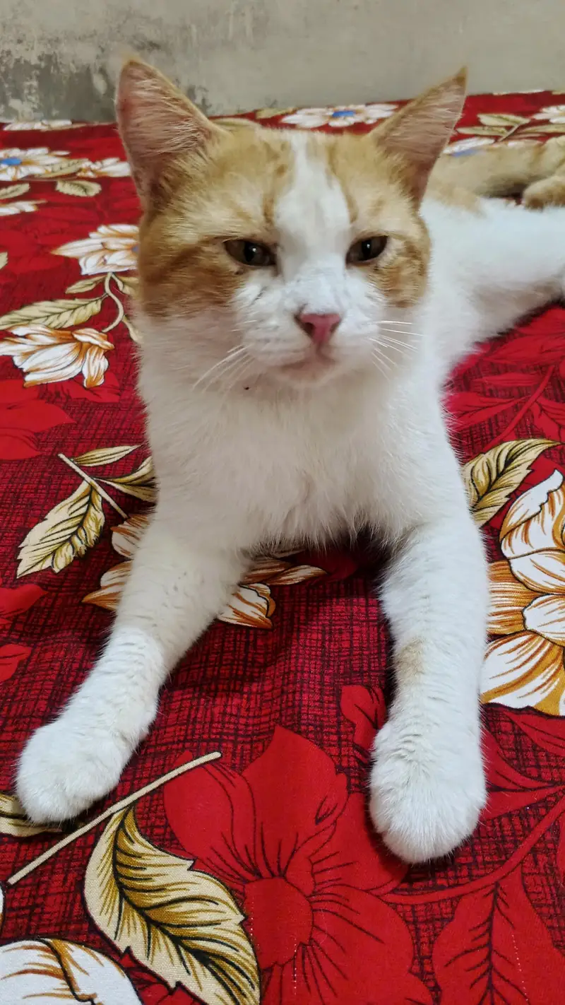 Cat For Sale — photo 2