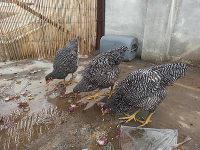 3 hens ready to lay