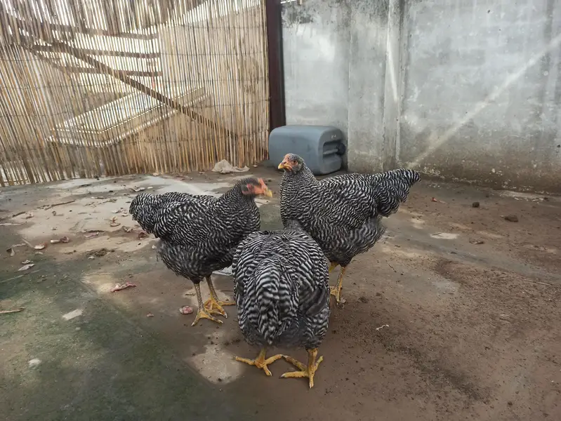 3 hens ready to lay — photo 2