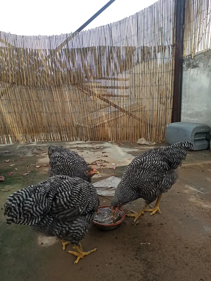 3 hens ready to lay — photo 3