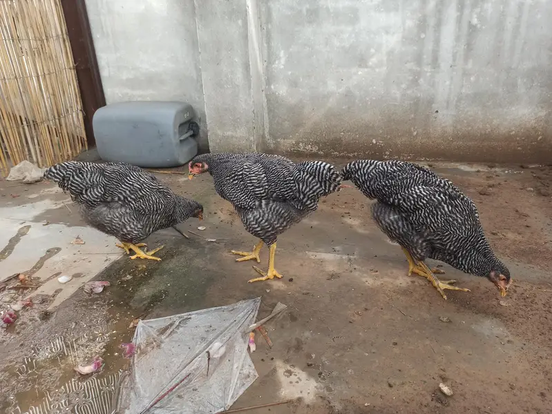 3 hens ready to lay — photo 4