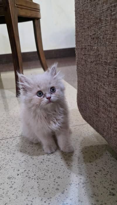 Russian kitten for Sale