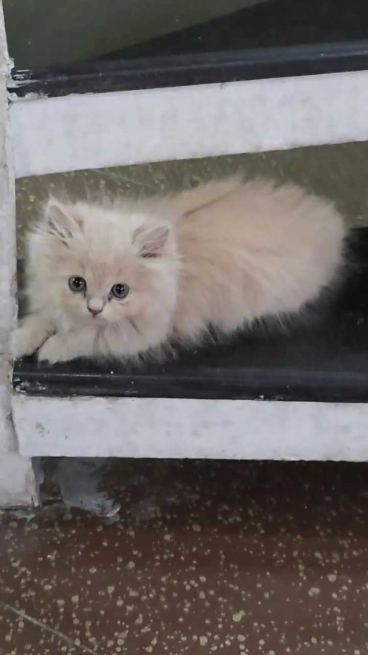 Russian kitten for Sale — photo 2