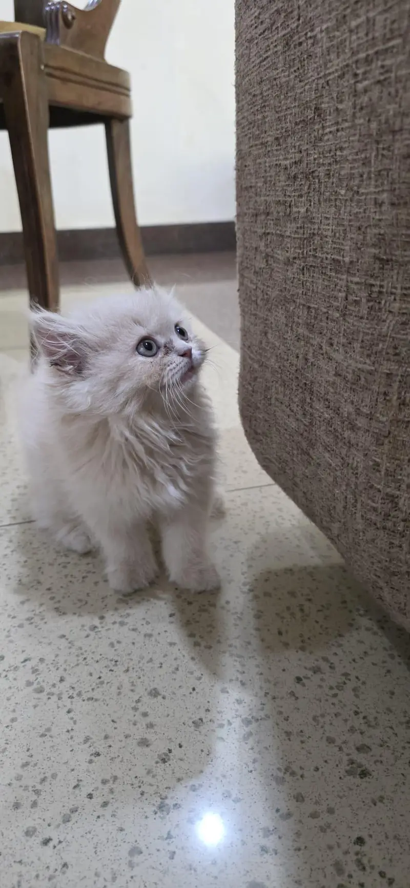 Russian kitten for Sale — photo 3