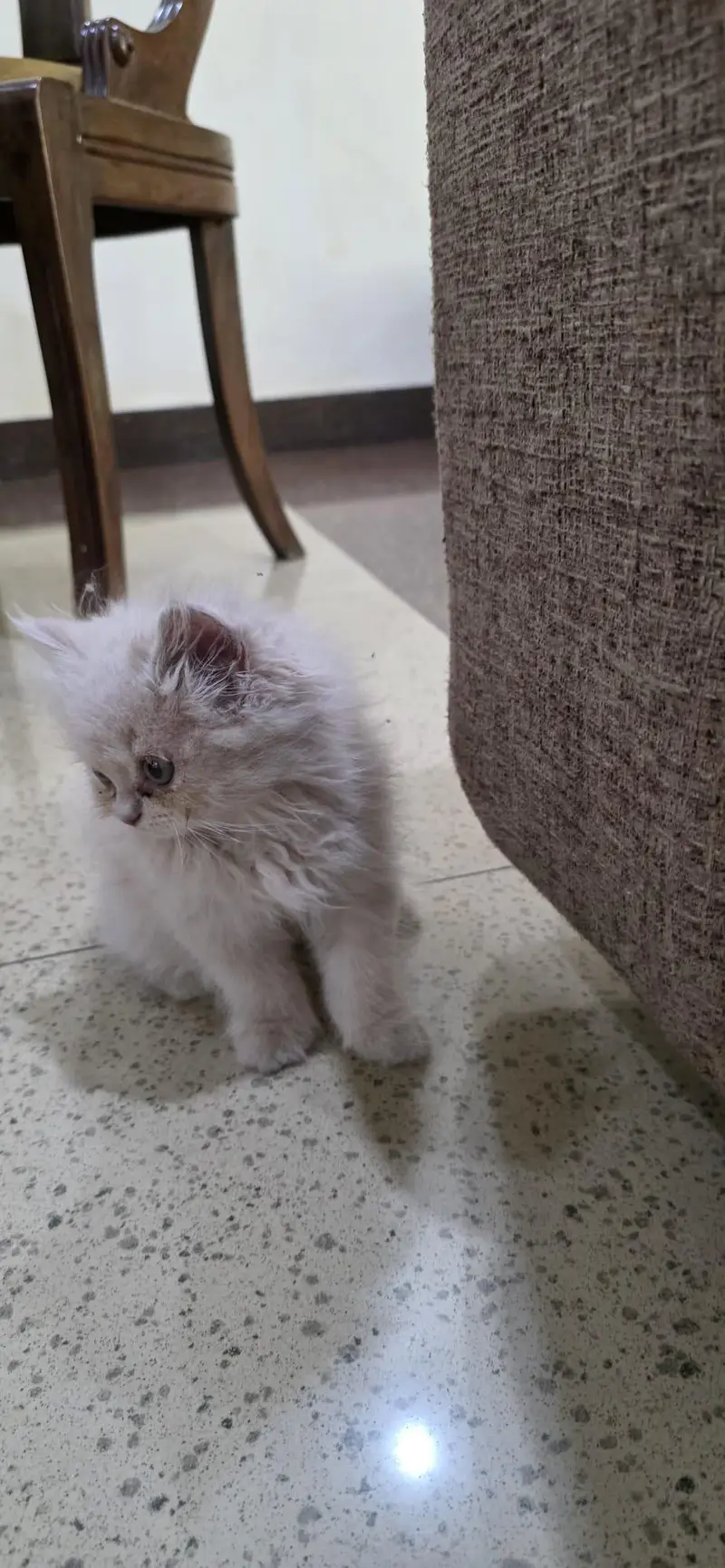 Russian kitten for Sale — photo 4