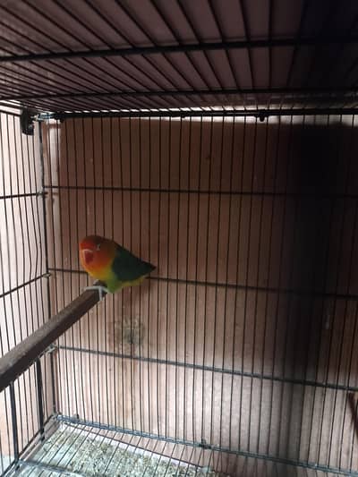 selling my parrots qty 13