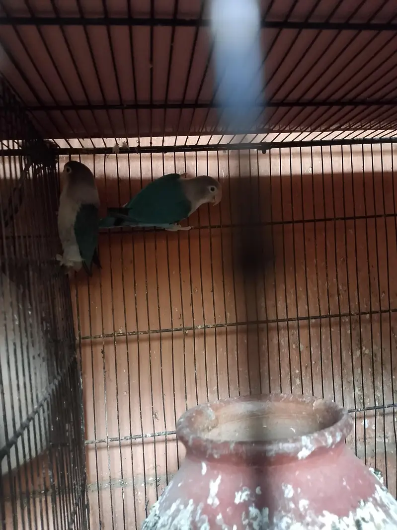 selling my parrots qty 13 — photo 2