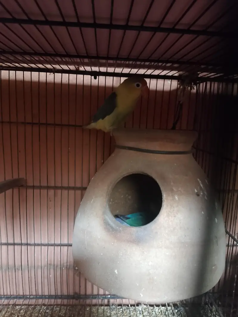 selling my parrots qty 13 — photo 3
