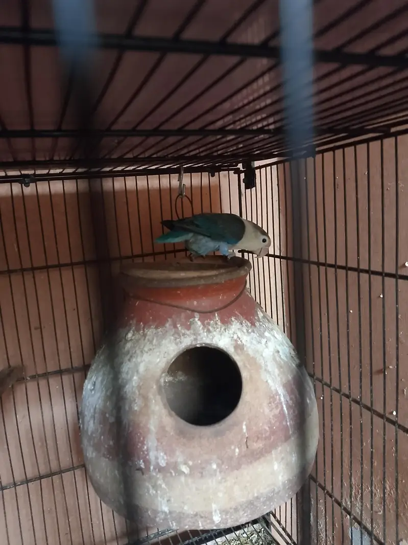 selling my parrots qty 13 — photo 4