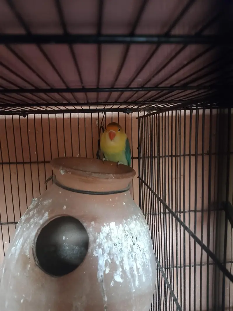selling my parrots qty 13 — photo 5