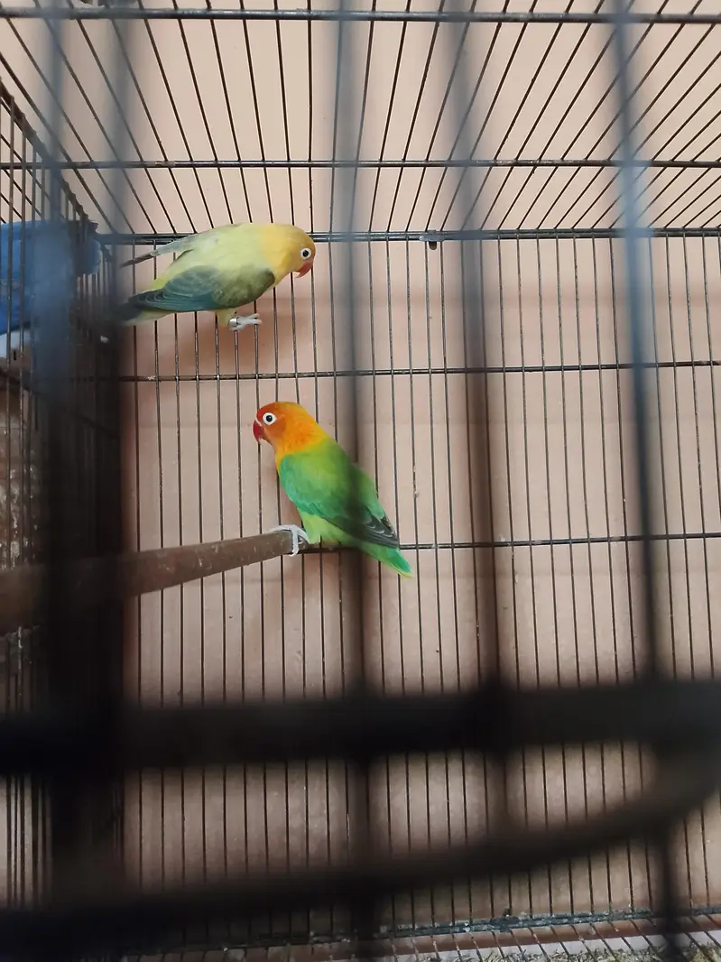selling my parrots qty 13 — photo 6