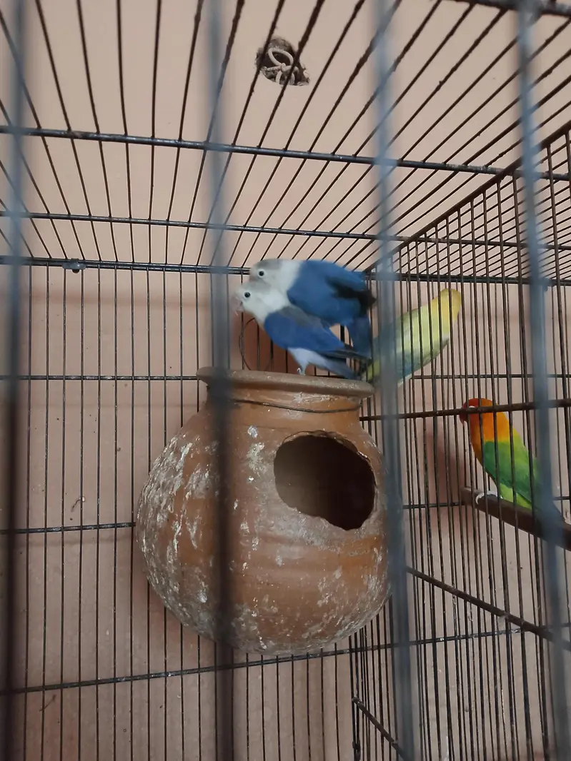 selling my parrots qty 13 — photo 7