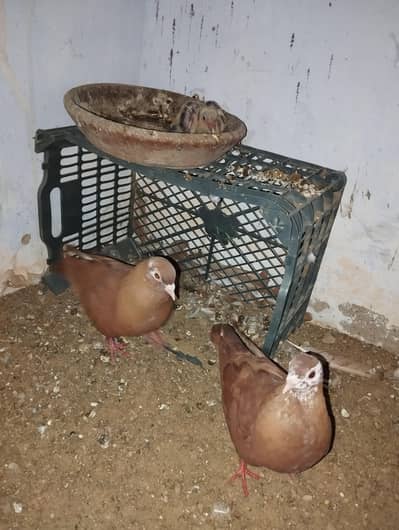 Kumariya Breeder pair