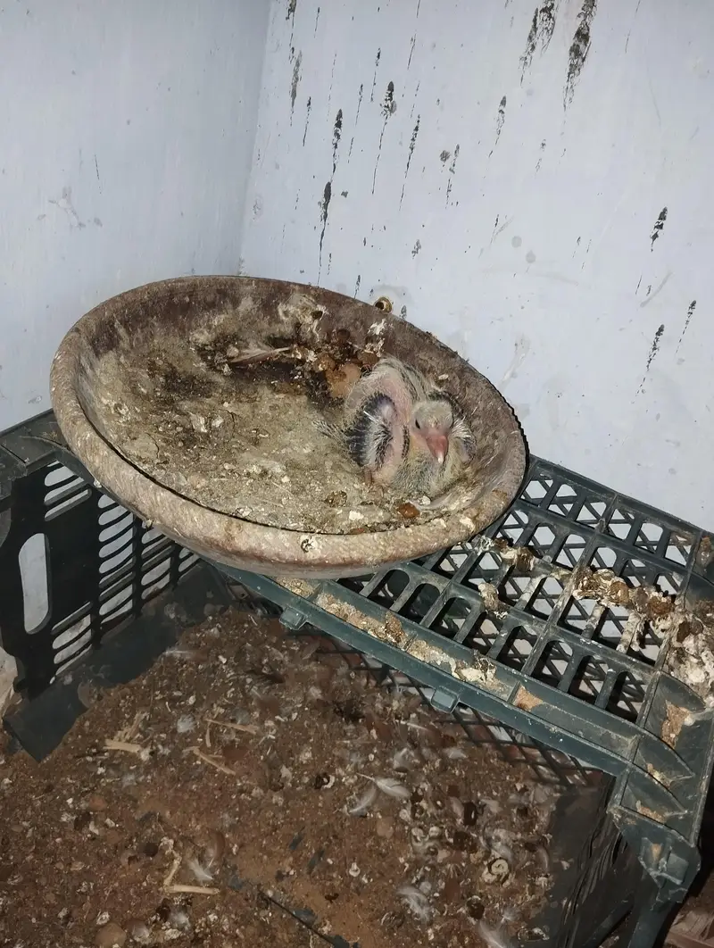 Kumariya Breeder pair — photo 2