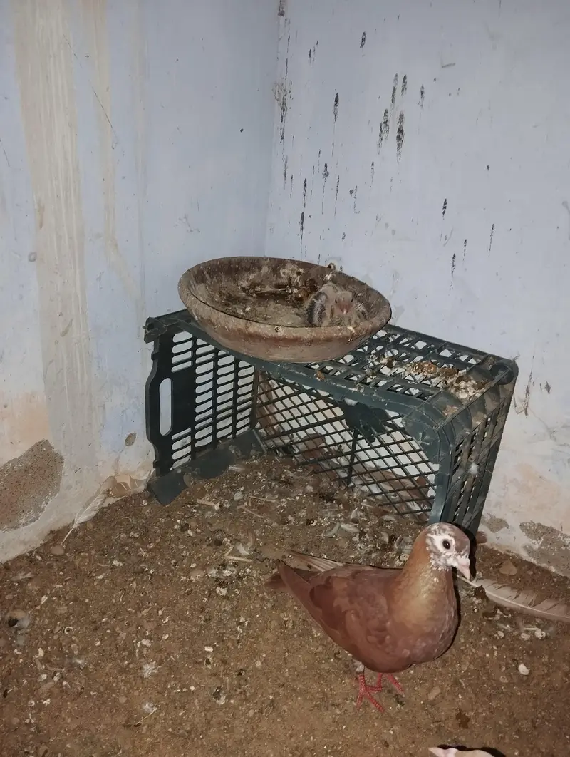 Kumariya Breeder pair — photo 3