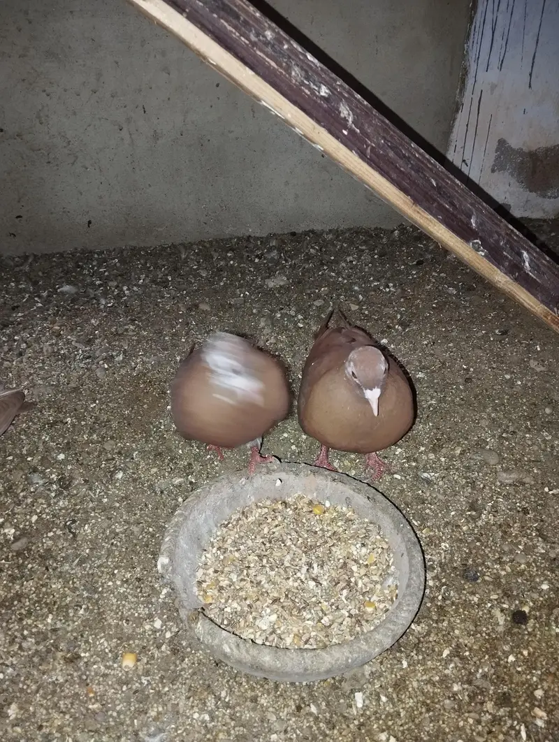 Kumariya Breeder pair — photo 4