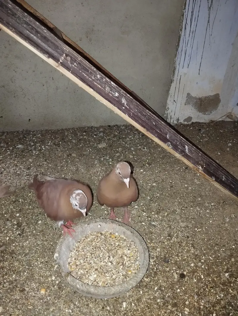Kumariya Breeder pair — photo 5