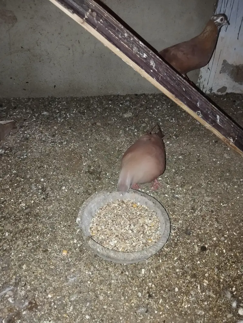 Kumariya Breeder pair — photo 6