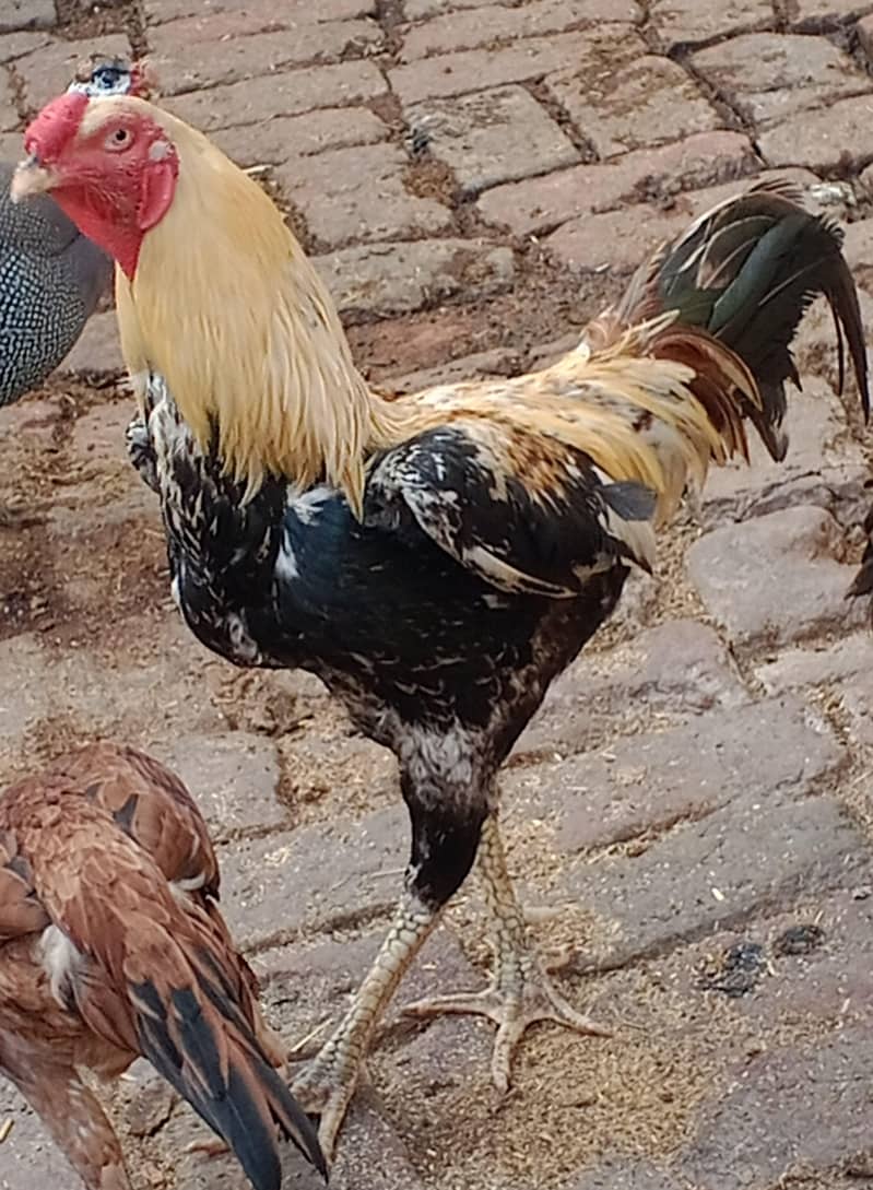 murga 0