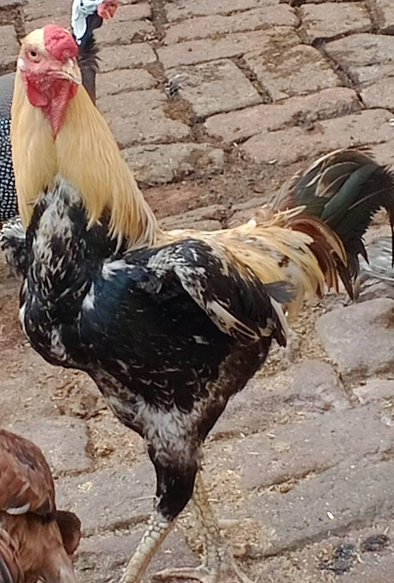 murga 1