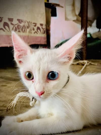 for sale healthy & playful kitten ghar ki pali hui