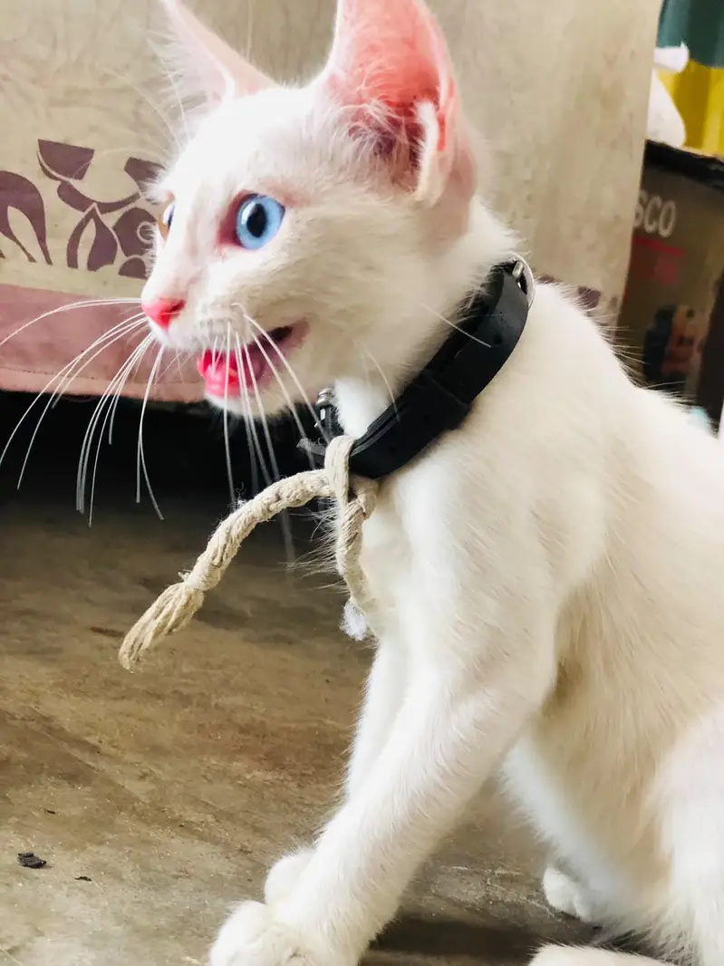 for sale healthy & playful kitten ghar ki pali hui — photo 2