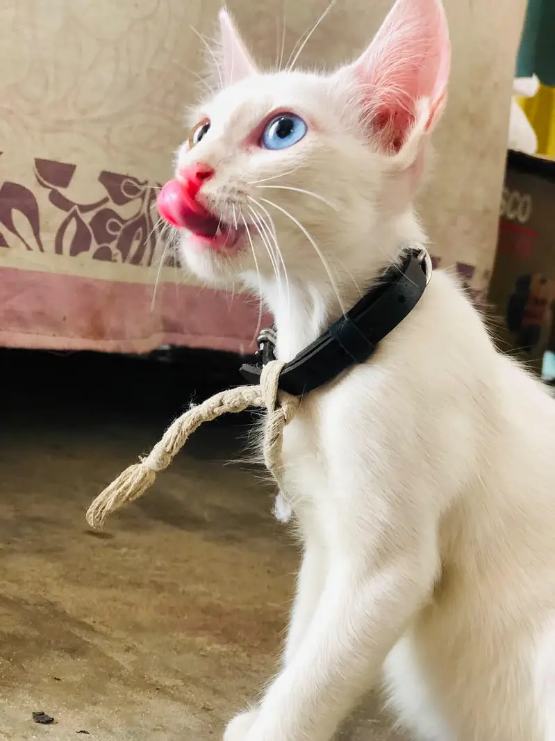 for sale healthy & playful kitten ghar ki pali hui — photo 3