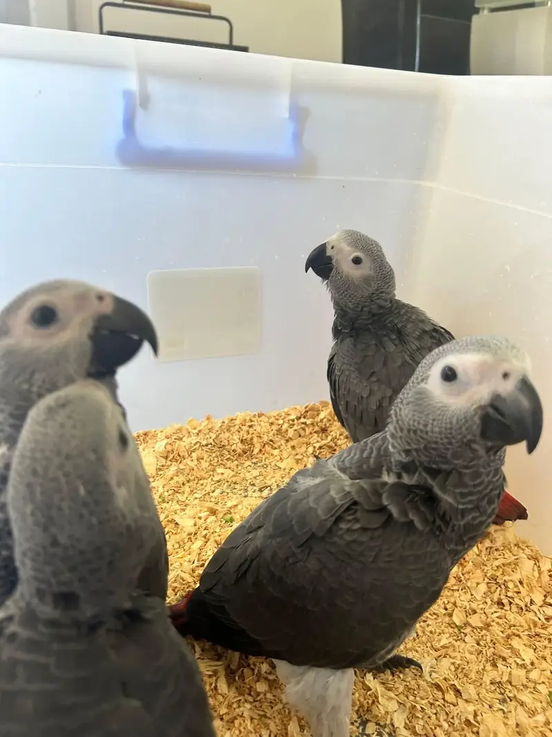 African grey parrot chicks for sale (03326663049) — photo 3