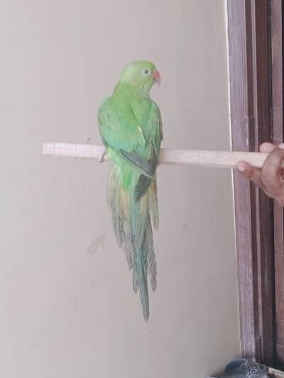 active hand tamed active parrot