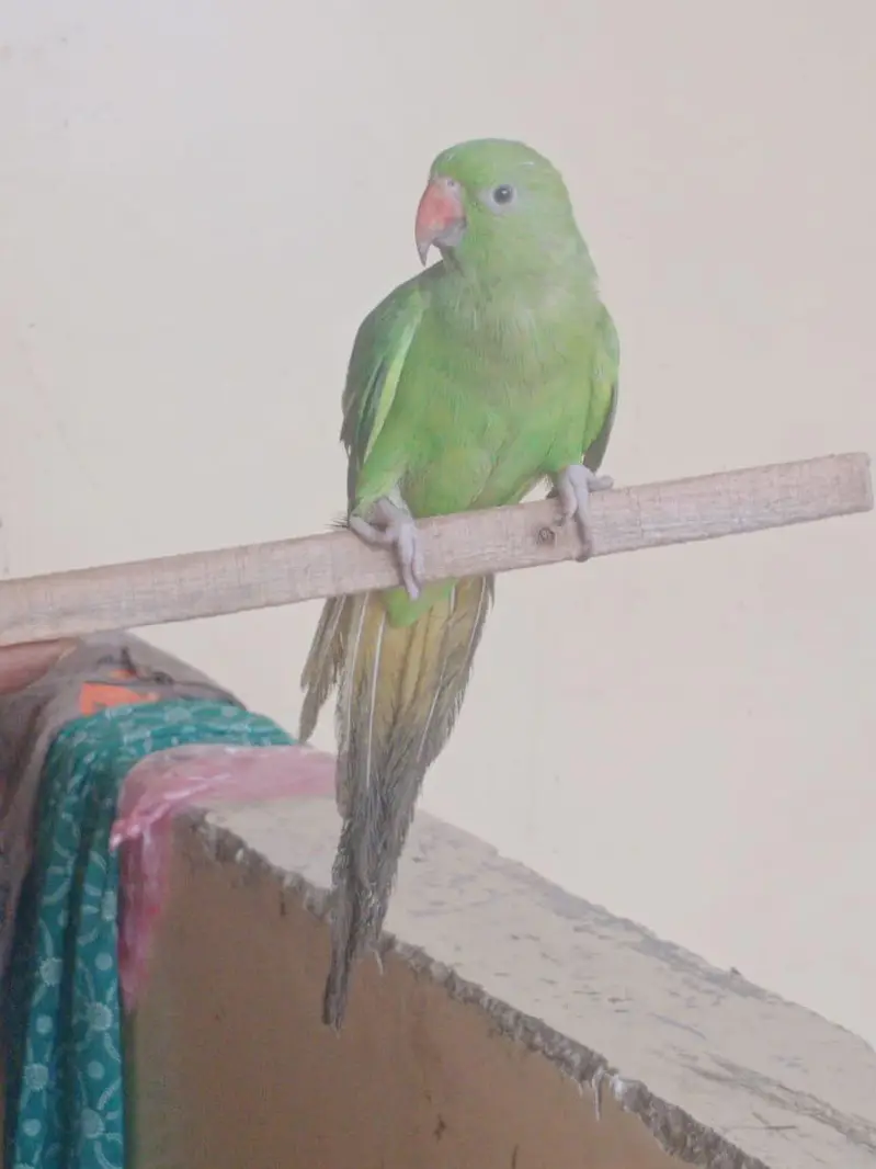 active hand tamed active parrot — photo 2