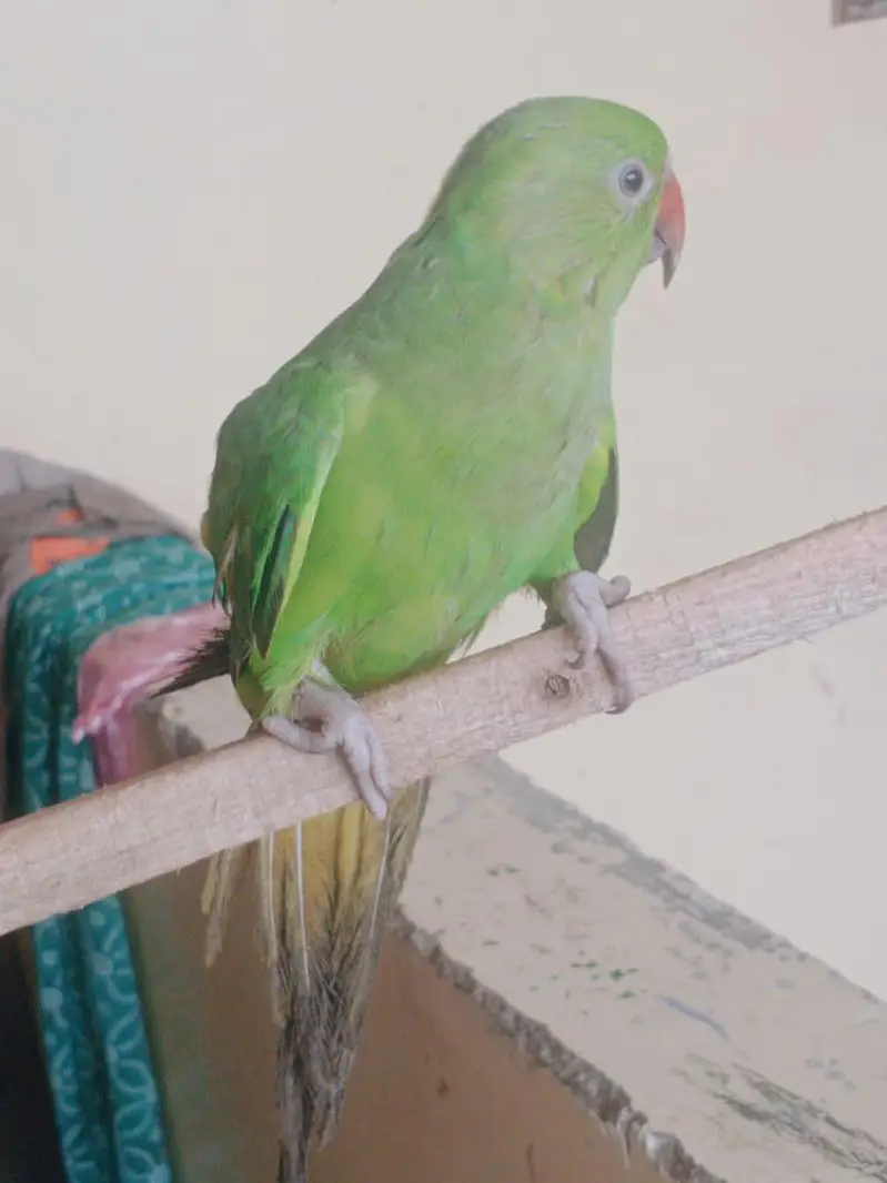 active hand tamed active parrot — photo 3