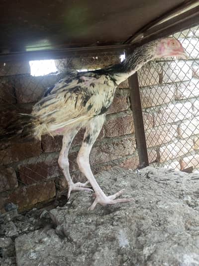 2 male pure aseels chicks for sale