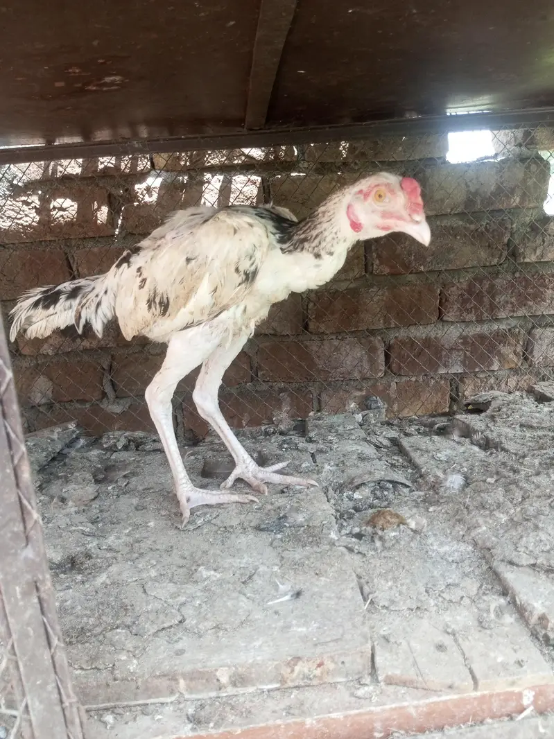 2 male pure aseels chicks for sale — photo 2