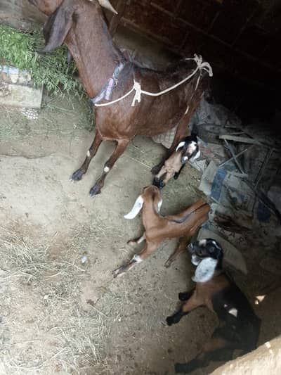 goat with 3 kids rabta0311381280