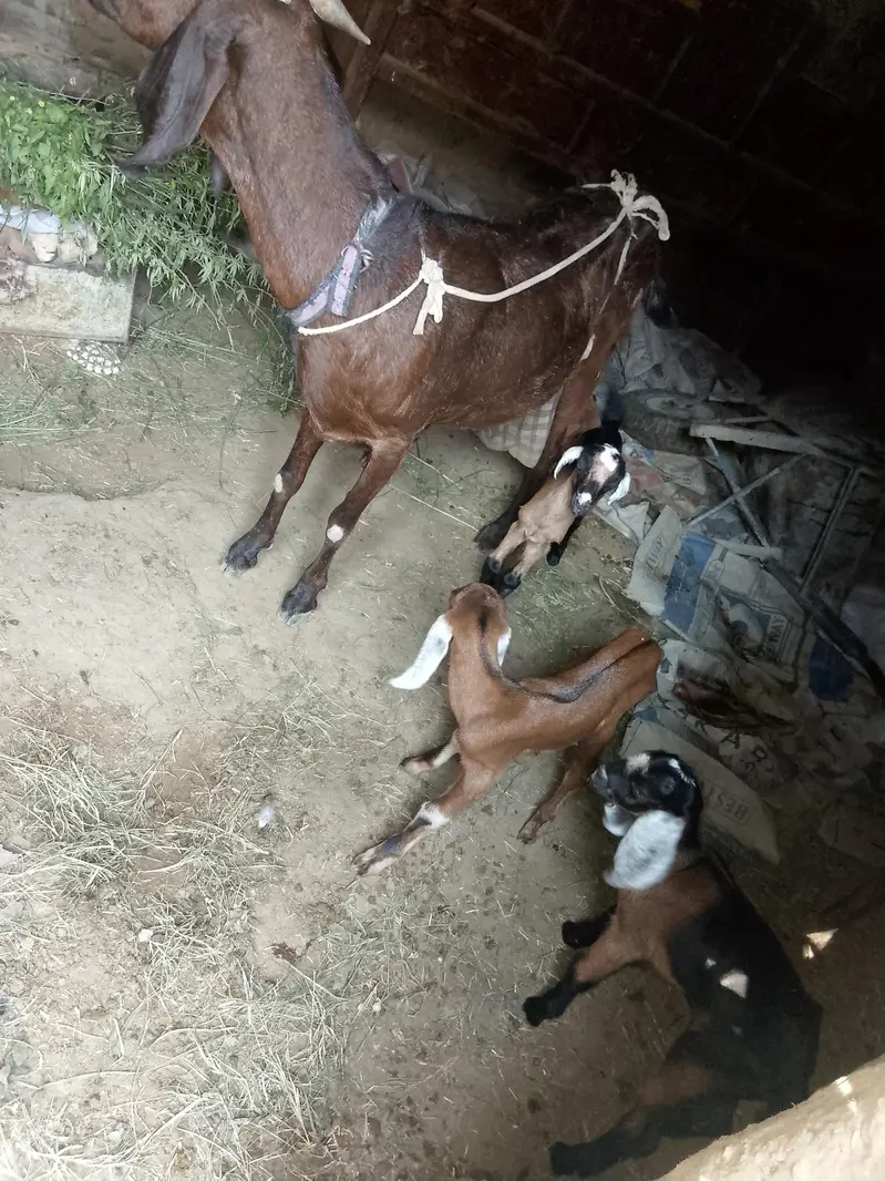 goat with 3 kids rabta0311381280